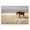 Stupell Industries Serene Montana Stallion Wall Plaque, design by Christy Berry